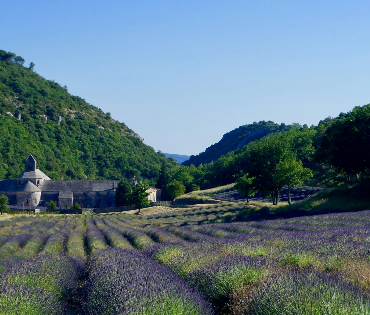 Lavanda, o “ouro azul” da Provence