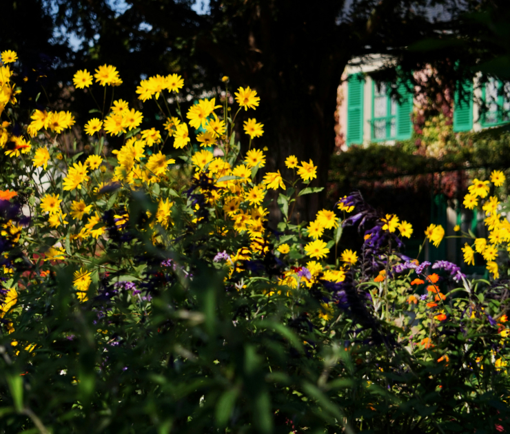 Monet e Luís XIV